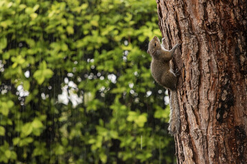 Grey Squirrel