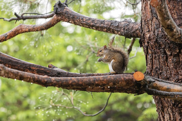 squirrel on tree