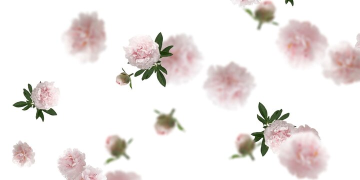 light pink flowers stock image