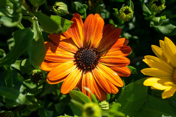 オレンジ色の綺麗な花