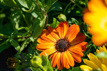 オレンジ色の綺麗な花