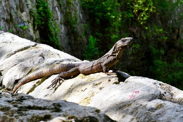 iguana on the rock