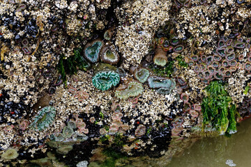 Sea Anemone Varieties on the Oregon Coast