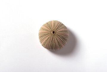 Esqueleto externo de erizo de mar o Echinoidea sobre fondo blanco