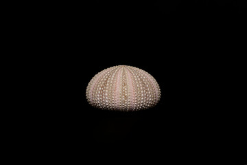 Esqueleto externo de erizo de mar o Echinoidea sobre fondo negro