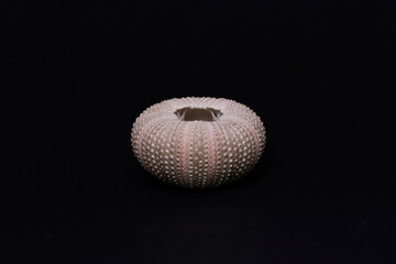 Esqueleto externo de erizo de mar o Echinoidea sobre fondo negro