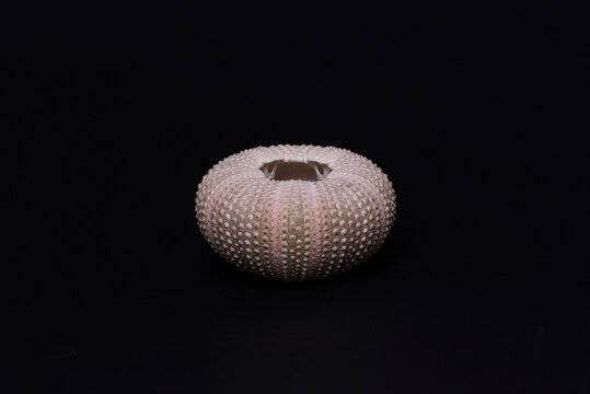 Esqueleto externo de erizo de mar o Echinoidea sobre fondo negro