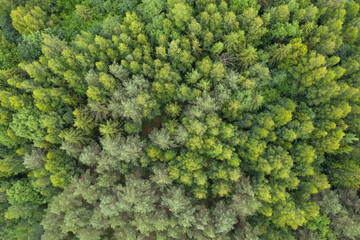 Aerial top down view on lush, green forest