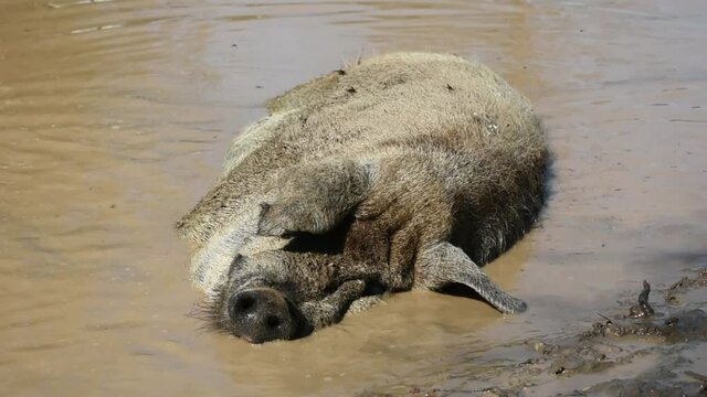Vietnamese Pot-bellied pig sleeping in brown pond water and hiding from heat flying insects