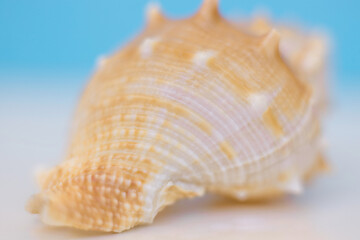 A shell on a blue-white background. Summer background, macro