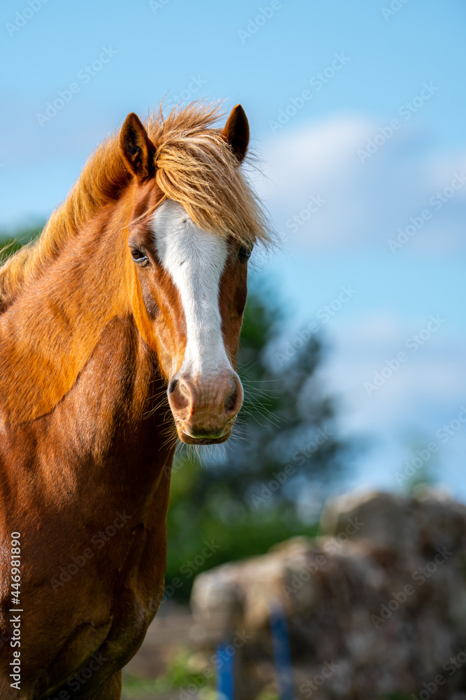 Canvas Prints Vertical shot of a beautiful brown horse in a field during daylight