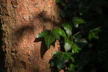 Pień kora drzewa iglastego z rosnącym bluszczem	

