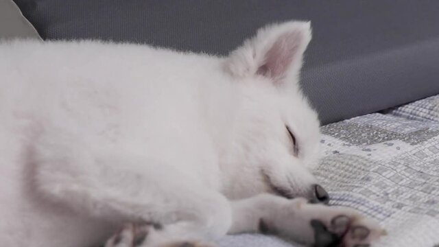 A sleepy white Japanese Spitz dog on the couch, Medium Close Up
졸린 강아지 스피츠