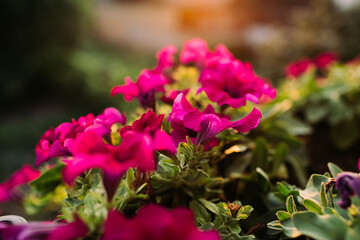 Obraz premium Cluster of pink and purple petunias