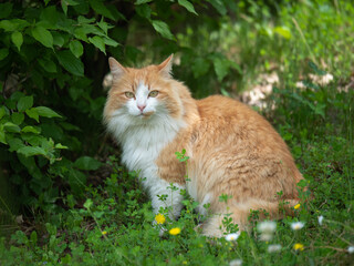 Naklejka na ściany i meble Beautiful Portrait of a Cat Hidden among the Leaves and with Light Brown and White Fur