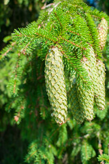 Green raw spruce tree cones and green needles