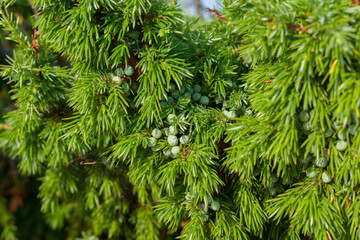 Green needles and raw berries of The common juniper (Juniperus communis)