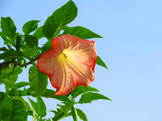 Angel's trumpets flower. beautiful orange and white shades flower. Brugmansia, fragrant flowers.