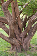 Mangled tree trunk