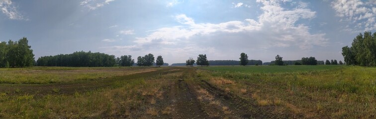 Fototapeta premium panorama of the forest