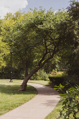 Park path way with tree