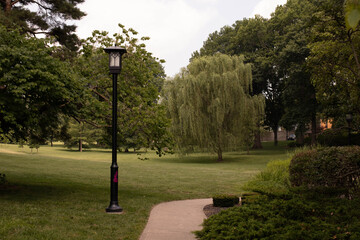 Weeping willow tree in park
