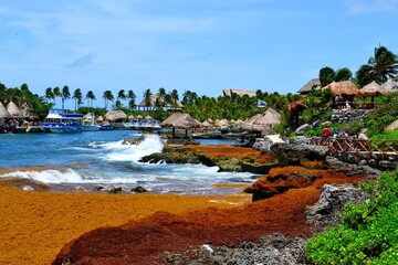 Seaweed on the Caribbean coast