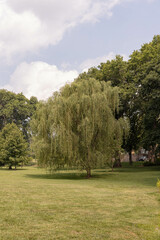 Fototapeta na wymiar Weeping willow tree in park