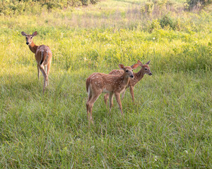 Deer in a field with fawn 