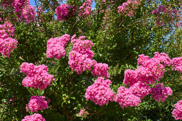 Lagerstroemia indica 