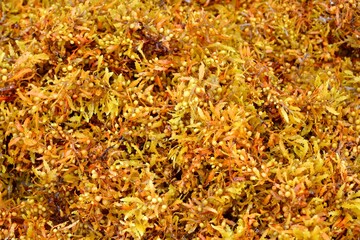 Seaweed on the Caribbean coast