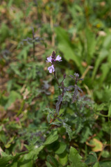 Verbena officinalis 