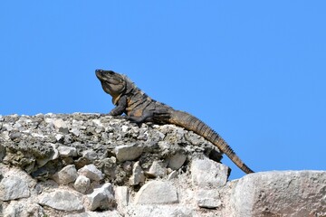 iguana on rock