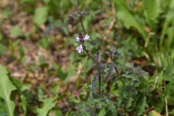 Verbena officinalis 
