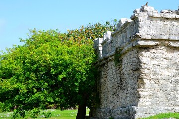 old fence in the forest