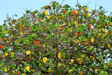 A tree with colorful leaves