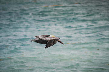 Pelican in flight over the ocean in Belize