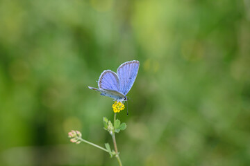 Short-tailed cupid butterfly (Cupido argiades).