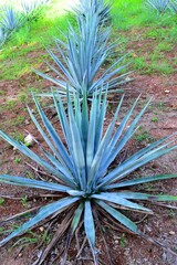 blue agave