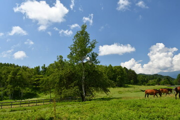 開田高原の夏　入道雲