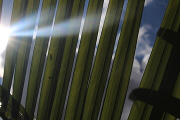 The sun rays on green palm leaves with blue clouds in the background. Sun rays on the Green leafs.
