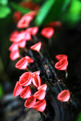 Bright red mushroom