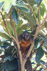 Obraz premium female saki monkey on tree looking at camera