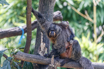 female saki monkey on tree looking at camera