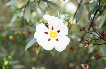 Detail picture of a rockrose