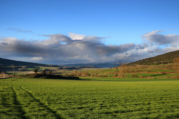 vineyard in the mountains