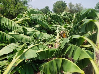Destroyed banana plantation due to heavy rain in India