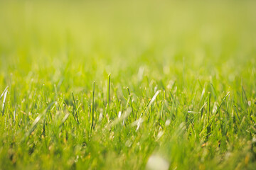 Close-up of fresh sunny green lawns background texture. Selective soft focus, copy space