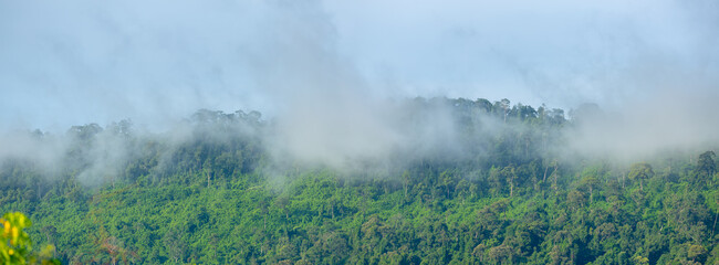 Raining on top of the rainforest mountain, Nature fog Panorama background