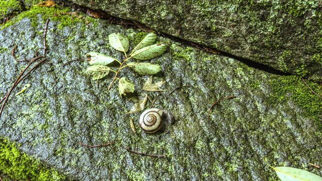 雨上がりの石の上をいどうするカタツムリ（タイムラプス）
